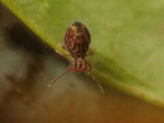 Dicyrtomina ornata