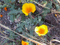 Eschscholzia californica