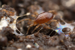 Parasitiformes