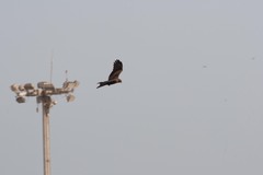 Milvus migrans parasitus