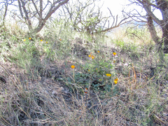 Eschscholzia californica