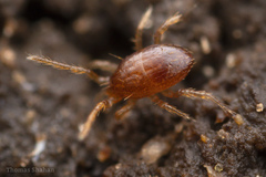 Parasitiformes