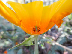 Eschscholzia californica