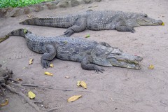Crocodylus suchus