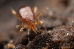 Parasitiformes