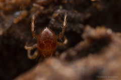Parasitiformes