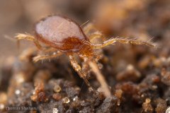 Parasitiformes