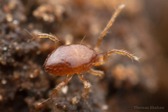 Parasitiformes