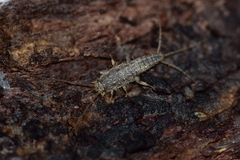 Ctenolepisma lineatum