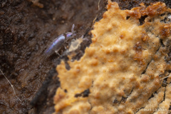 Entomobryidae