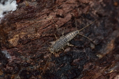 Ctenolepisma lineatum