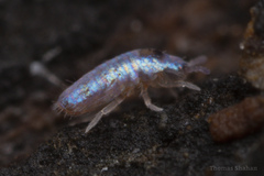 Entomobryidae