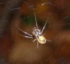 Neriene peltata