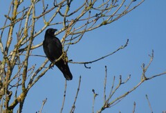 Corvus corone corone