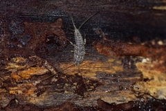 Ctenolepisma lineatum