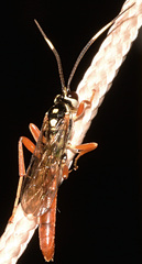 Cratichneumon w-album