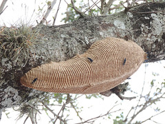 Synoeca septentrionalis