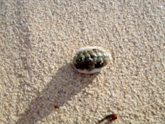 Chitonoidea