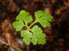 Dicyrtomina ornata