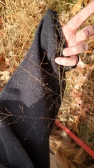 Eragrostis