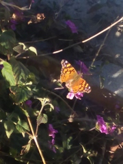 Vanessa annabella