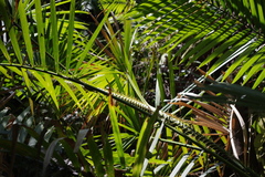 Calamus moti