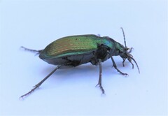 Calosoma alternans