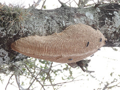 Synoeca septentrionalis