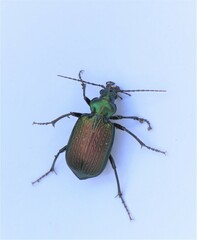 Calosoma alternans