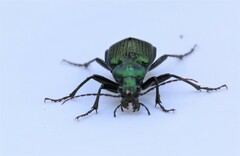 Calosoma alternans