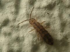 Isotomurus maculatus