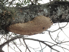 Synoeca septentrionalis