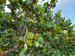 Coccoloba uvifera