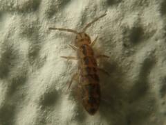 Isotomurus maculatus