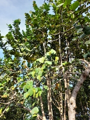 Coccoloba uvifera