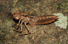 Aeshnidae