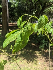 Balfourodendron riedelianum