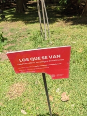 Balfourodendron riedelianum