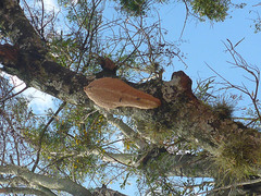 Synoeca septentrionalis