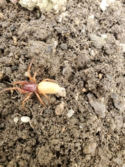 Dysdera crocata