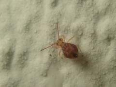 Dicyrtomina ornata