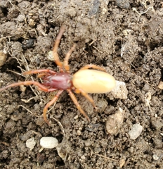Dysdera crocata