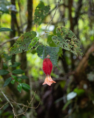 Callianthe megapotamica