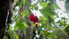 Callianthe megapotamica