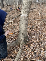 Phellodendron amurense