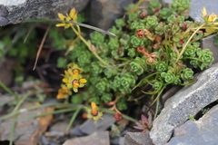 Saxifraga engleriana