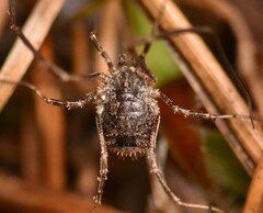 Lacinius horridus