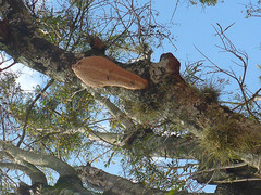 Synoeca septentrionalis