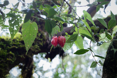 Callianthe megapotamica