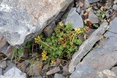 Saxifraga engleriana